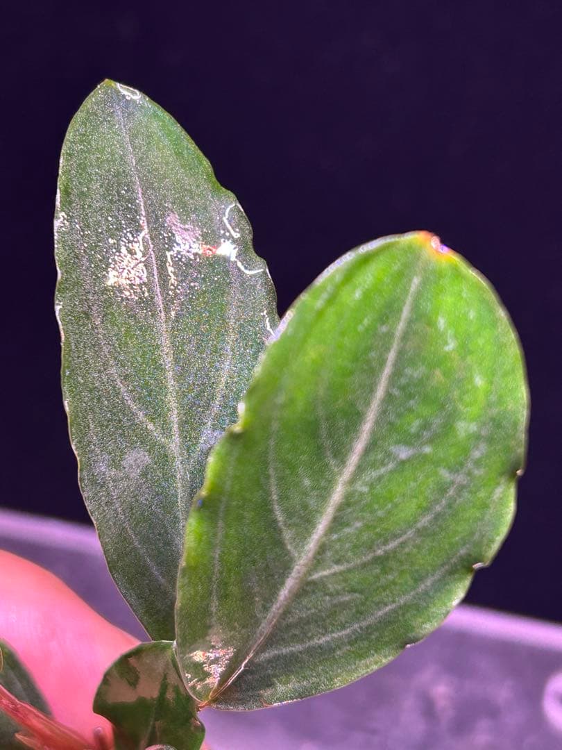 【TB便】Bucephalandra sp.Pearl gray水上育成株