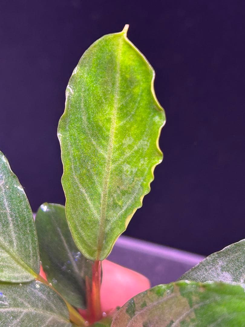 【TB便】Bucephalandra sp.Pearl gray水上育成株