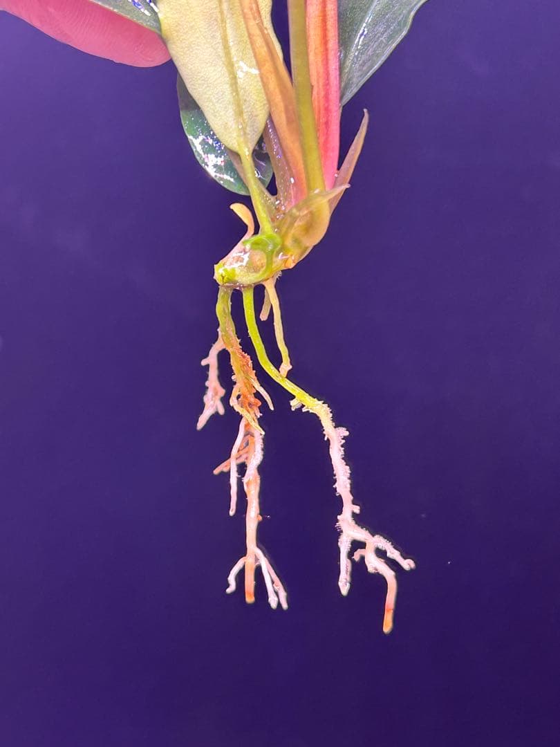 【TB便】Bucephalandra sp.Pearl gray水上育成株