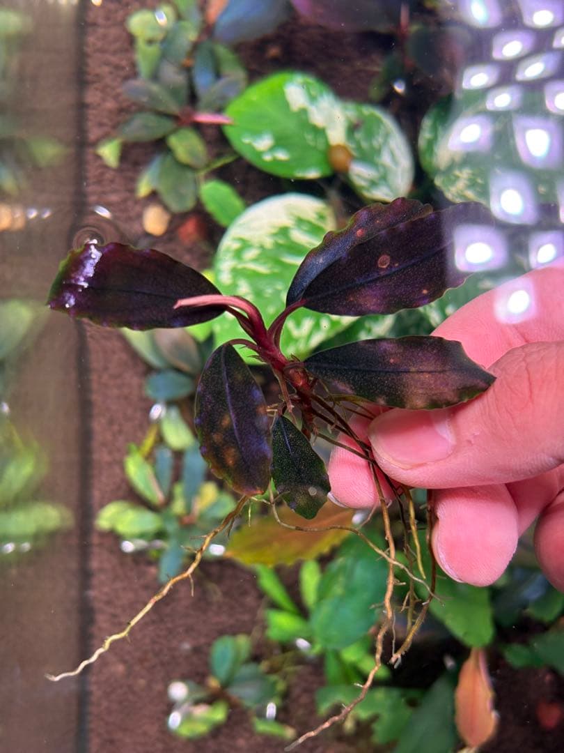 joy(プロフページ