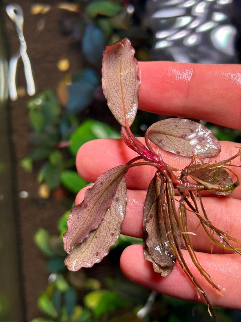 joy(プロフページ