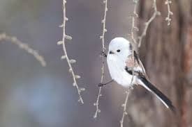 maiくま様 ★ 確認用 シマエナガ、スズメ