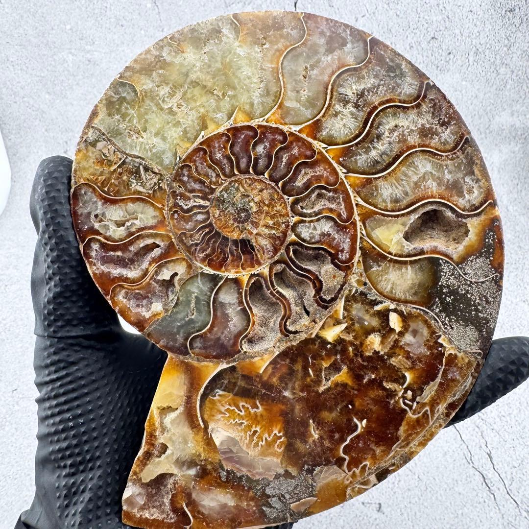 G-137天然アンモナイト 化石 左右対称ペアスライス 台座付き 鑑賞標本