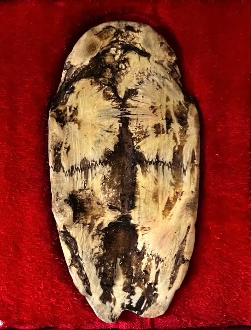 中国美術 希少 時代 古殷墟甲骨文 参考資料