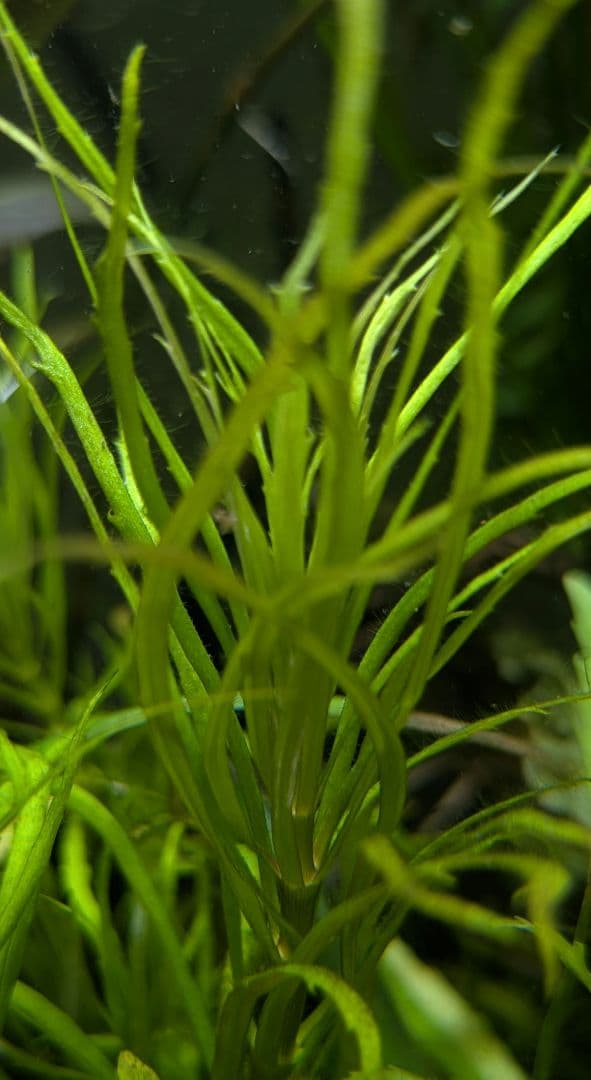 停止中Pogostemon sp. Savannakhet 水中葉 1本