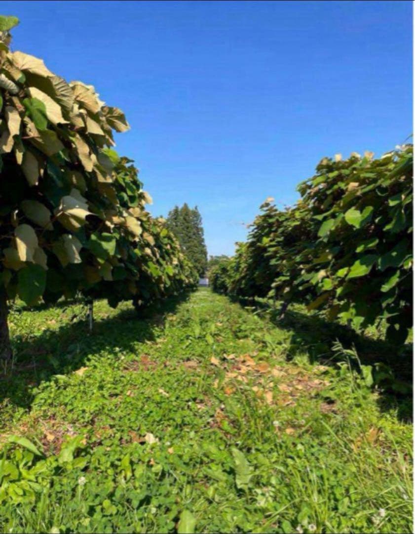 招き猫★完熟糖度22度岩手県産山ぶどう原液ジュース360ml20本