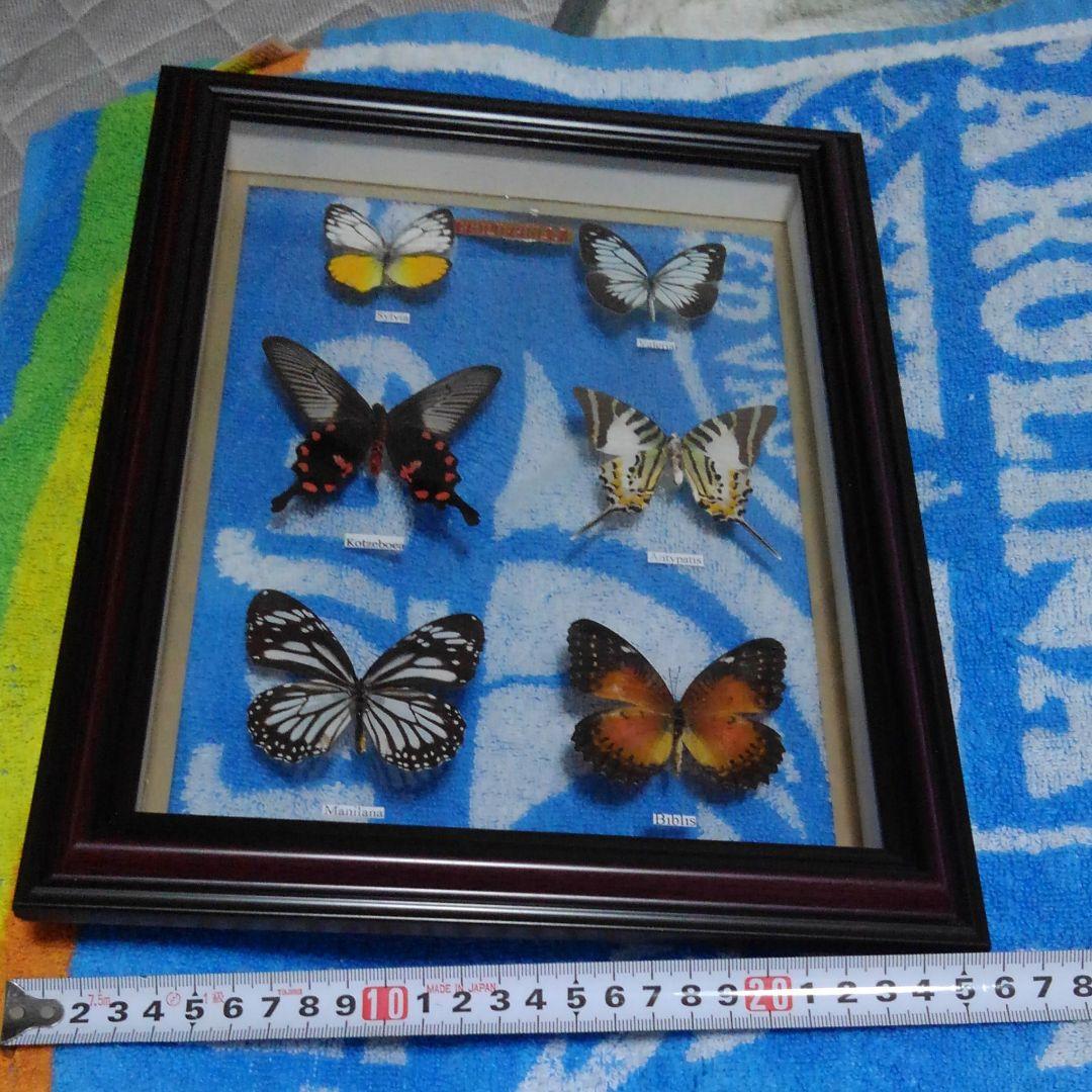 ！蝶蝶の標本!