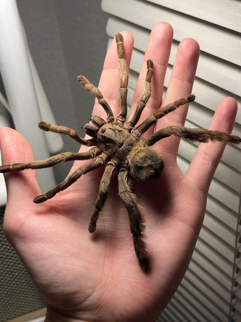 【標本】ベトナムスタウトレッグアースタイガータランチュラ LS14cm程