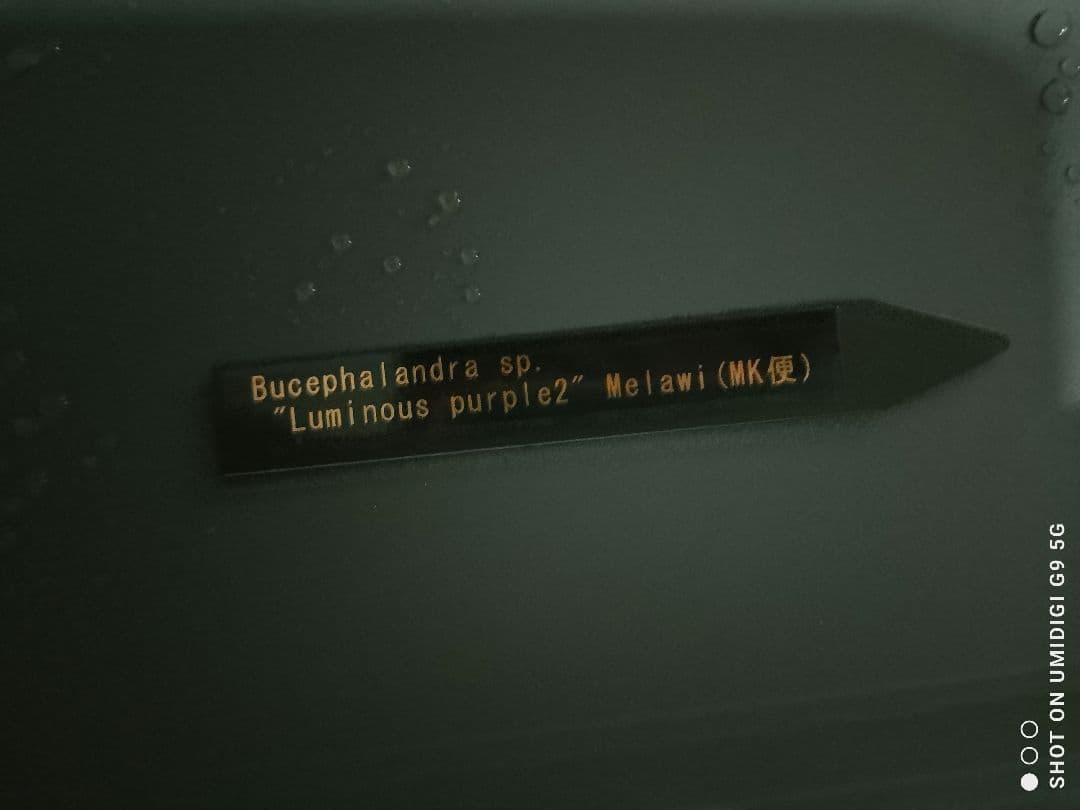 特価ブセファランドラ ルミナス パープル2 メラウィ Bucephalandra