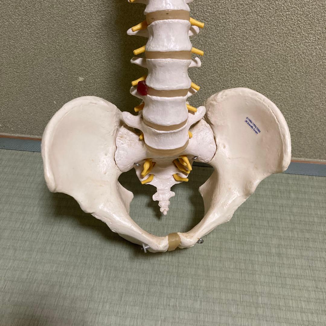脊椎模型 3B Scientific GmbH カイロプ！整体！鍼灸！スポーツ！