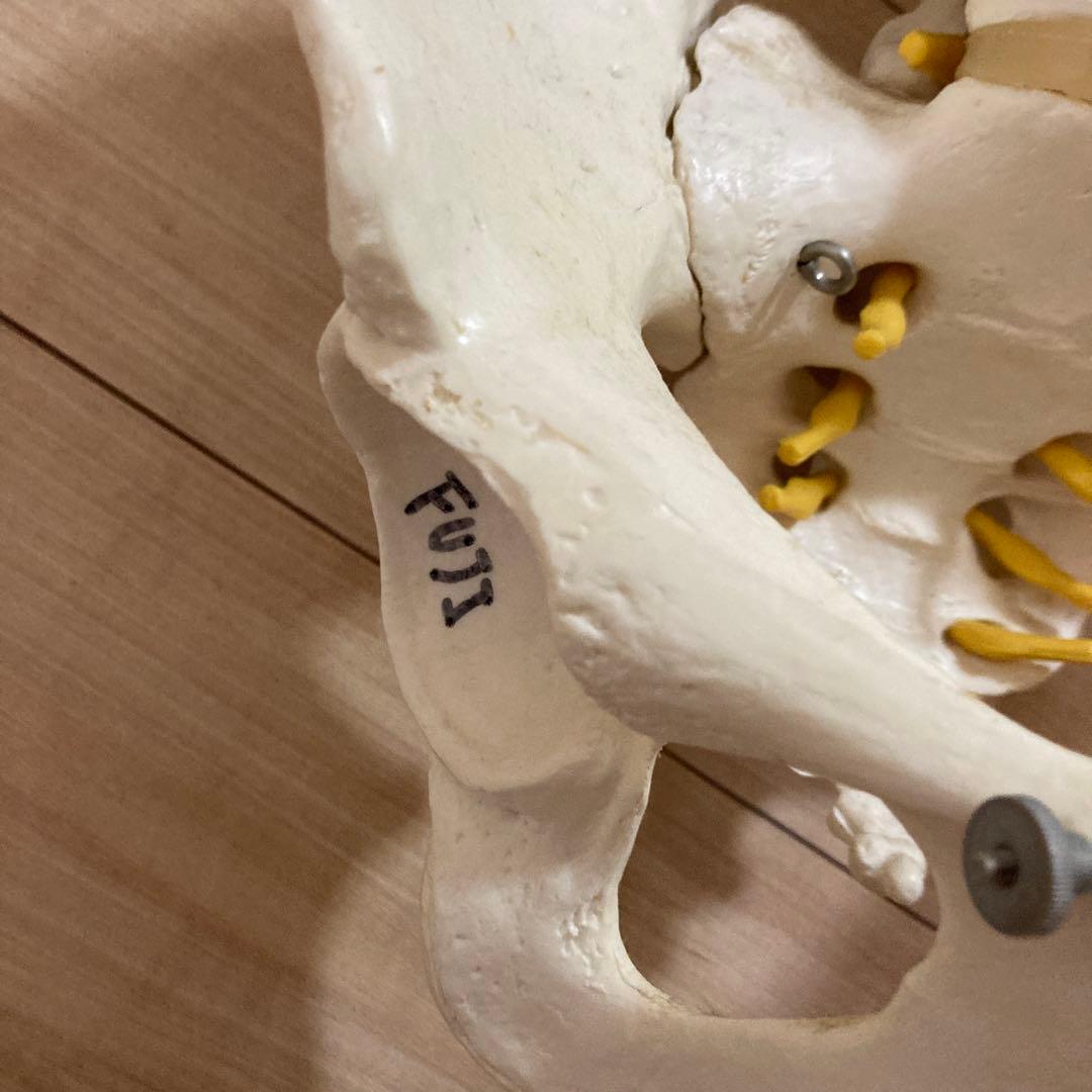 脊椎模型 3B Scientific GmbH カイロプ！整体！鍼灸！スポーツ！