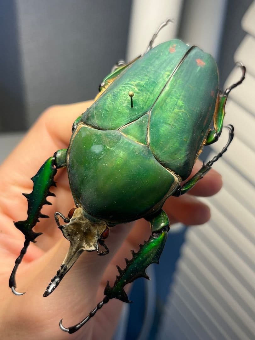 【属内最大種】クビワオオツノハナムグリ カナブン ゴライアスオオツノ 標本