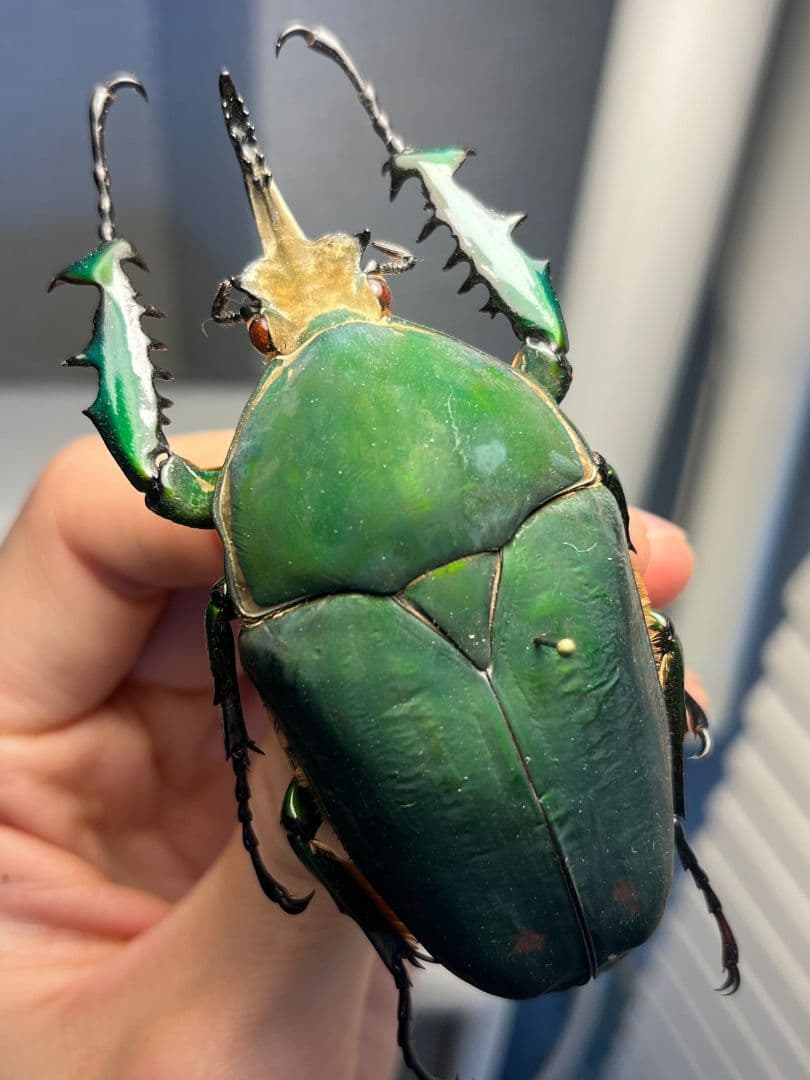 【属内最大種】クビワオオツノハナムグリ カナブン ゴライアスオオツノ 標本