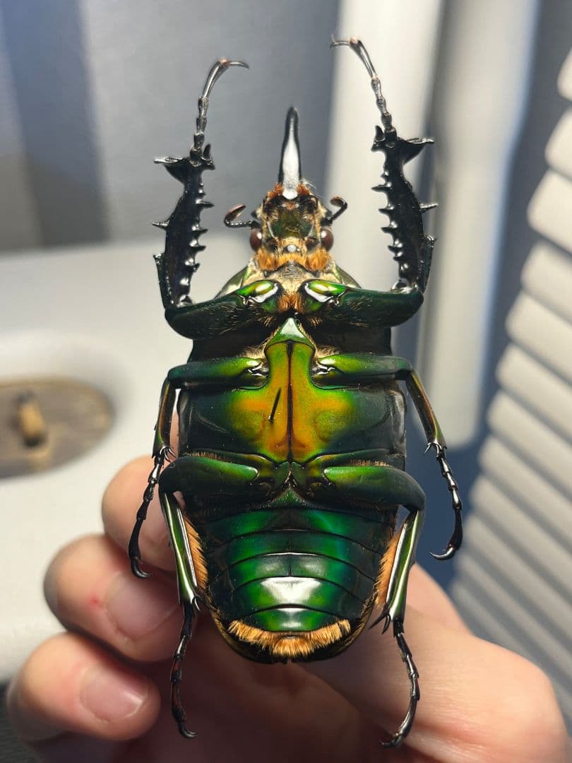 【属内最大種】クビワオオツノハナムグリ カナブン ゴライアスオオツノ 標本