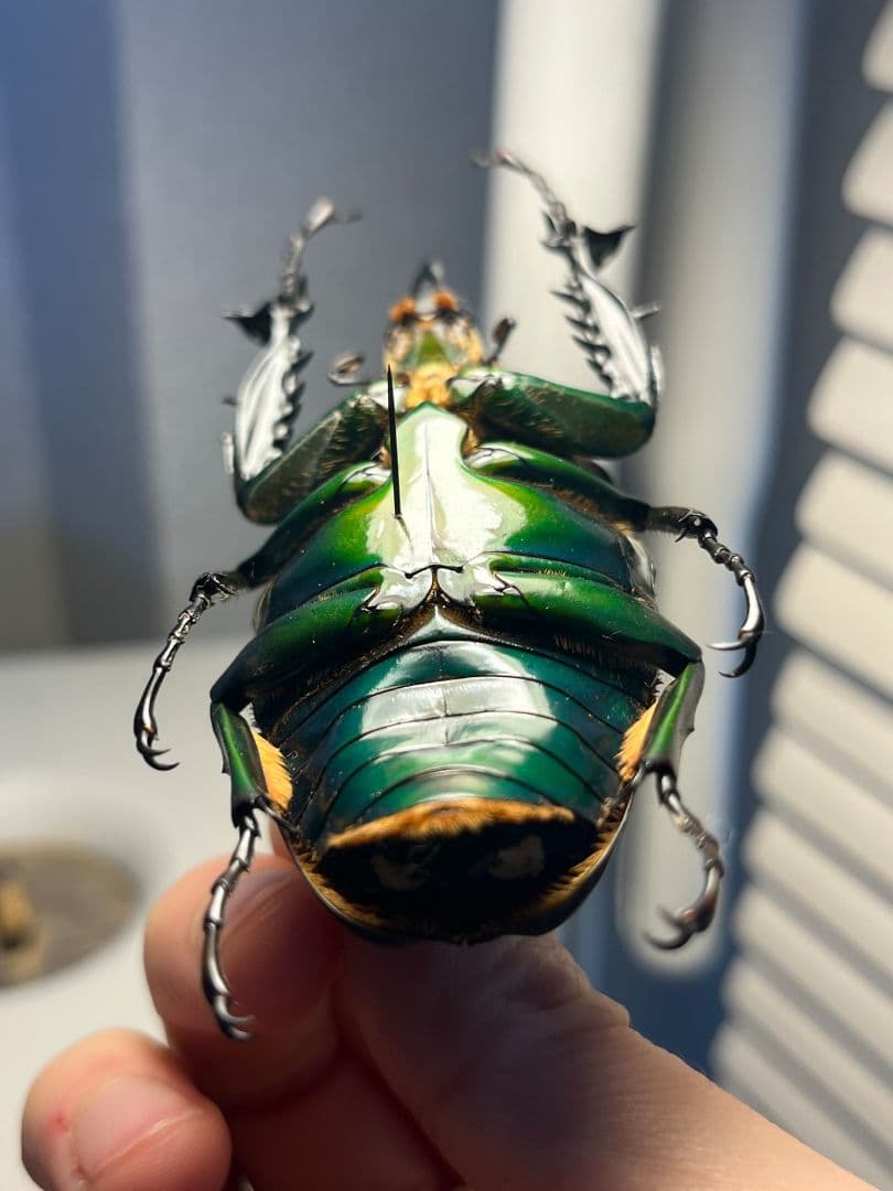 【属内最大種】クビワオオツノハナムグリ カナブン ゴライアスオオツノ 標本