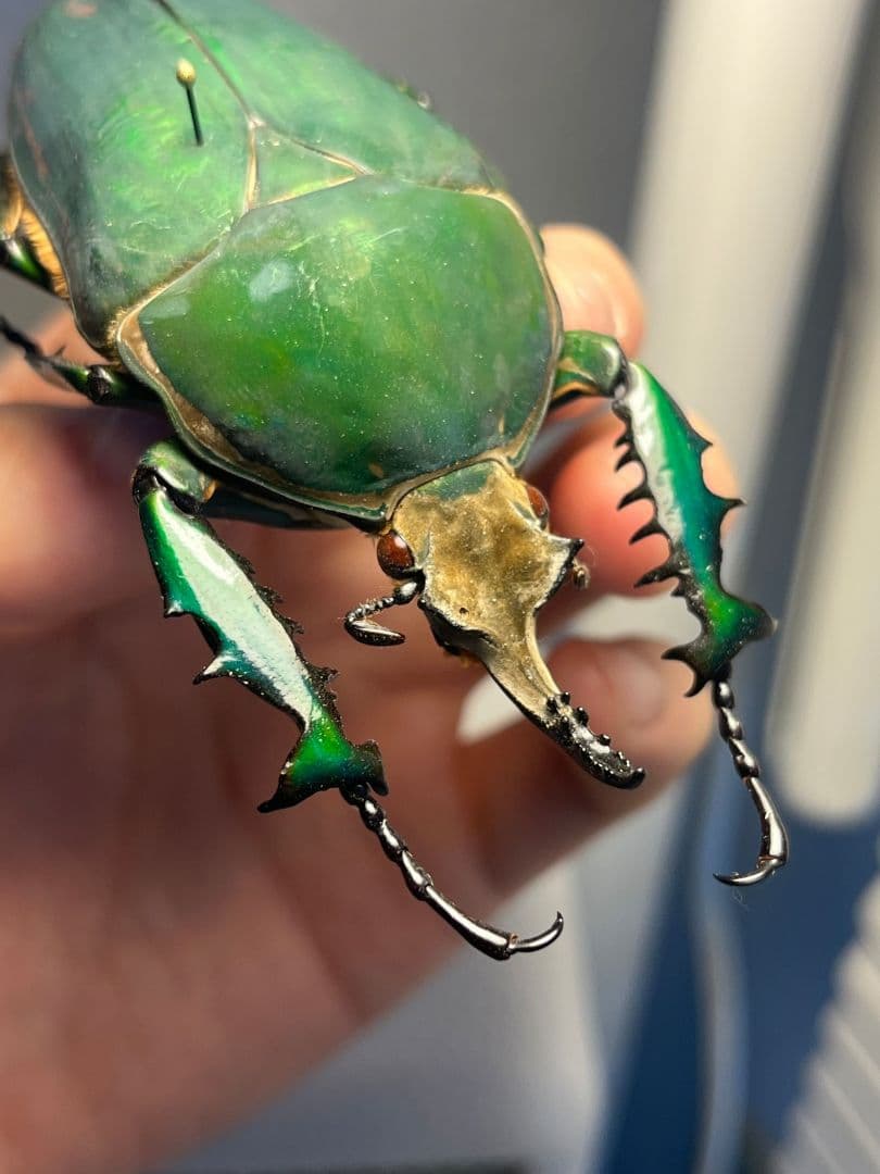 【属内最大種】クビワオオツノハナムグリ カナブン ゴライアスオオツノ 標本