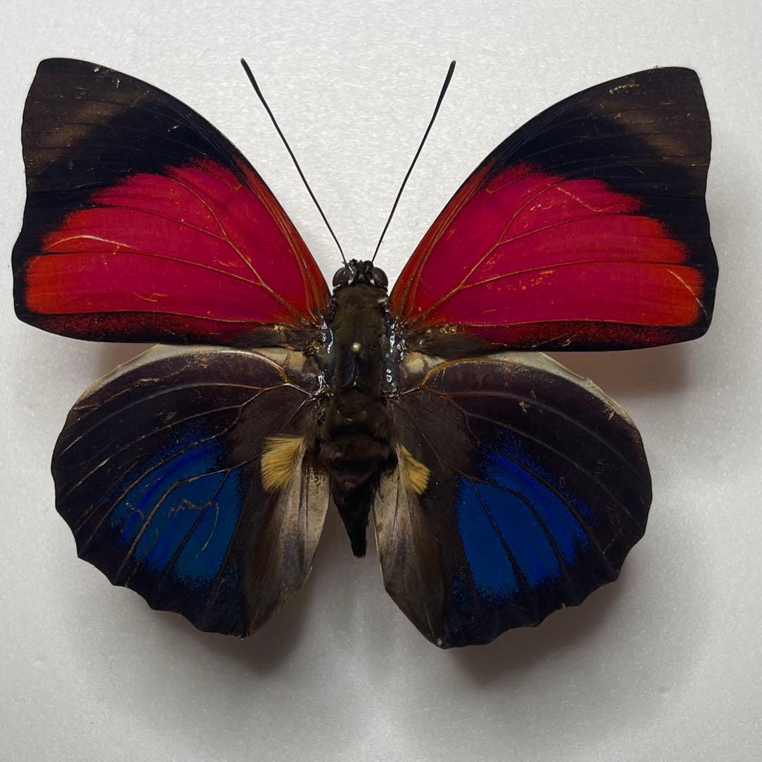 Agrias ペルー産　大型