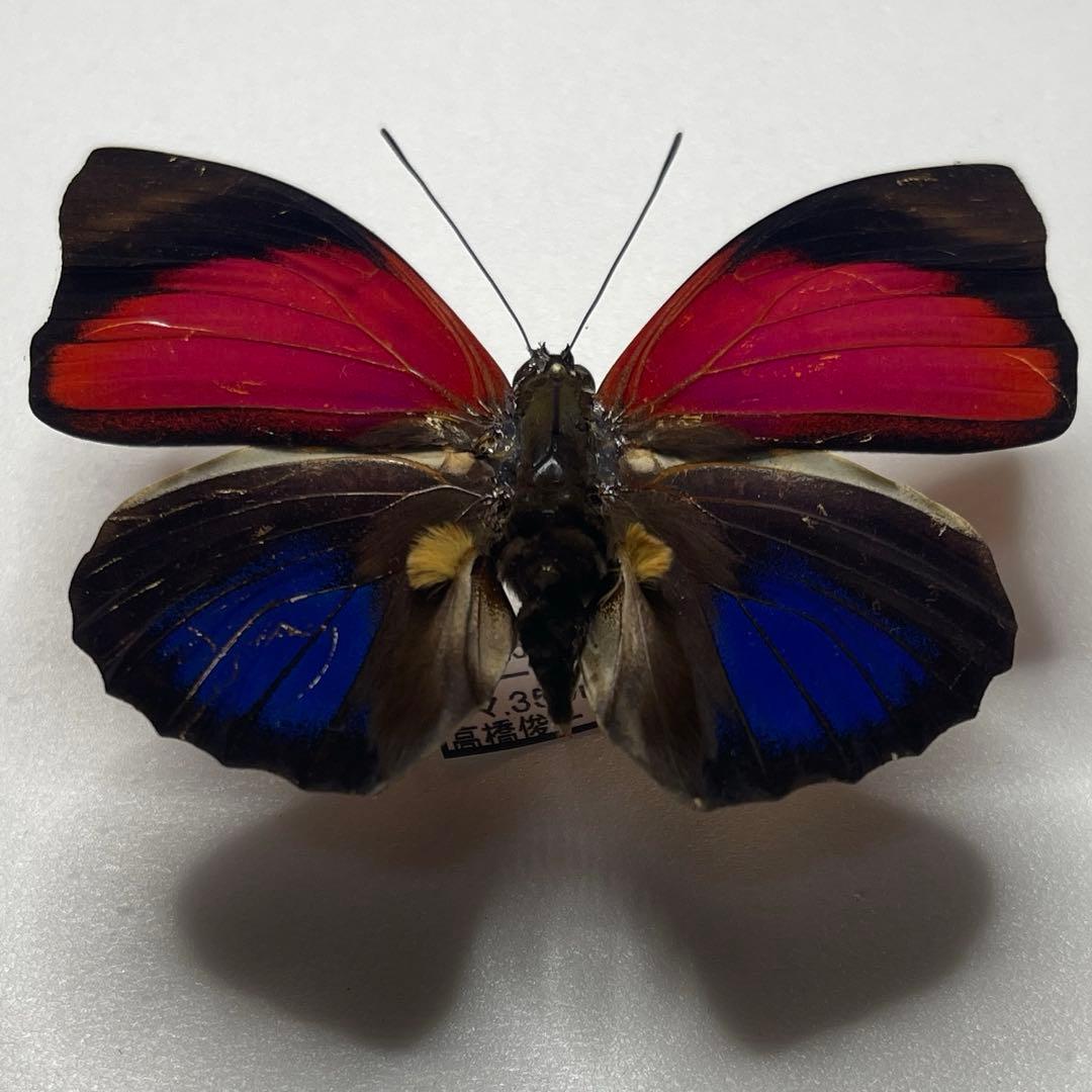 Agrias ペルー産　大型