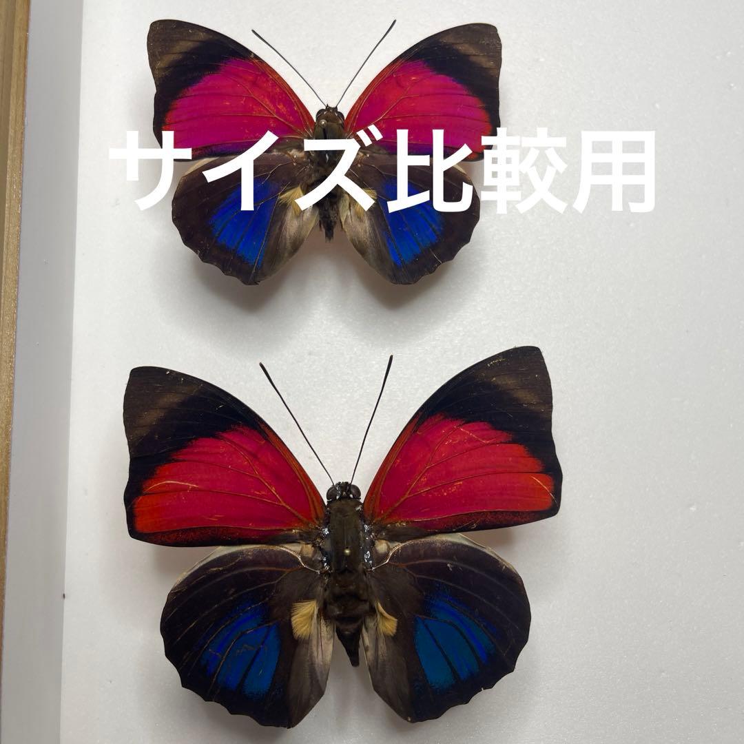 Agrias ペルー産　大型