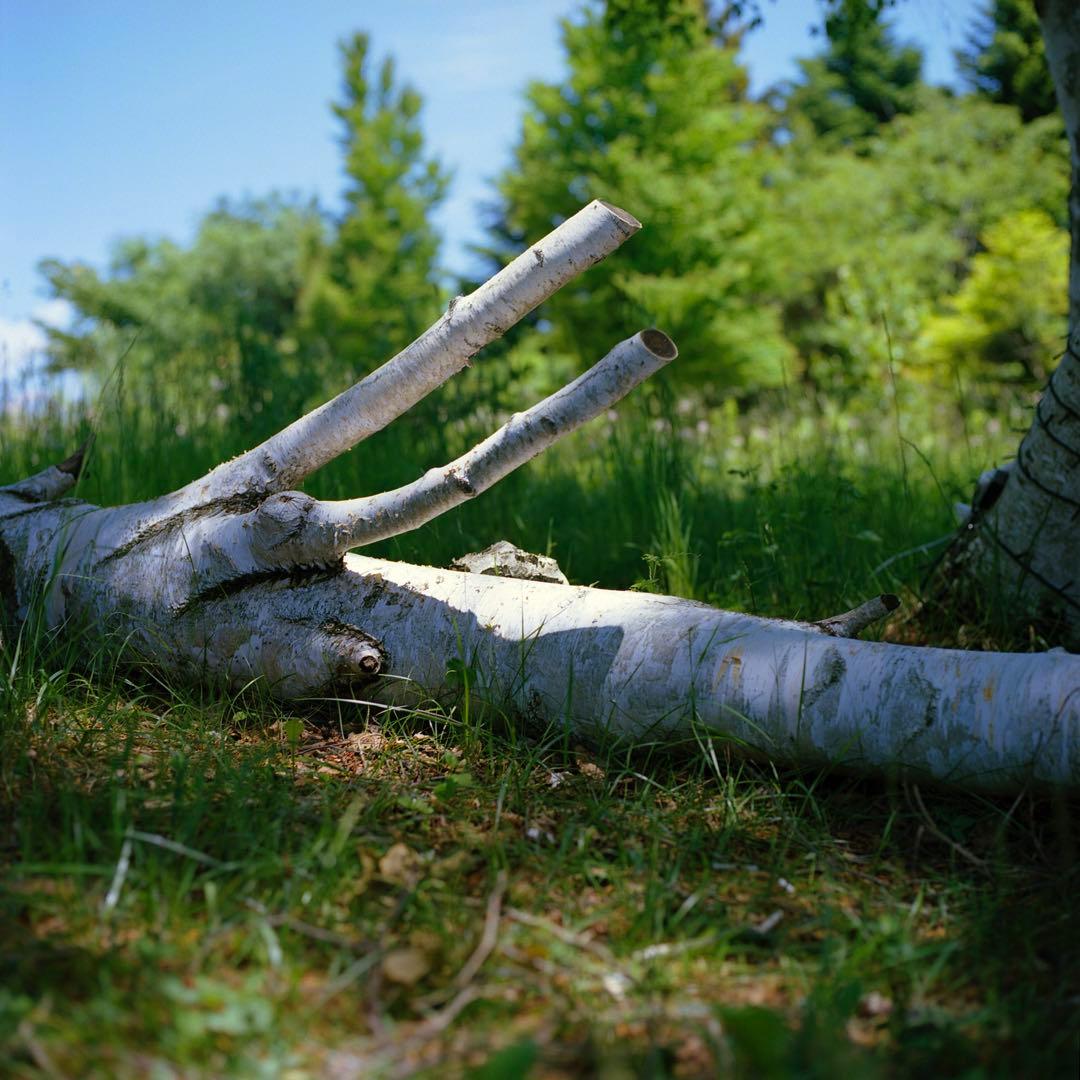 フィルムカメラ HASSELBLAD 500C/M +C80mm F2.8 +A12