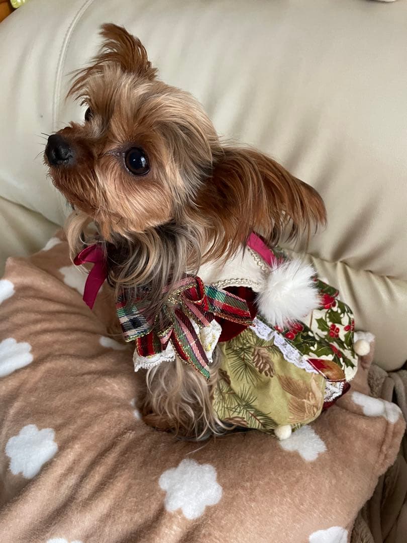 小型犬用クリスマスドレス