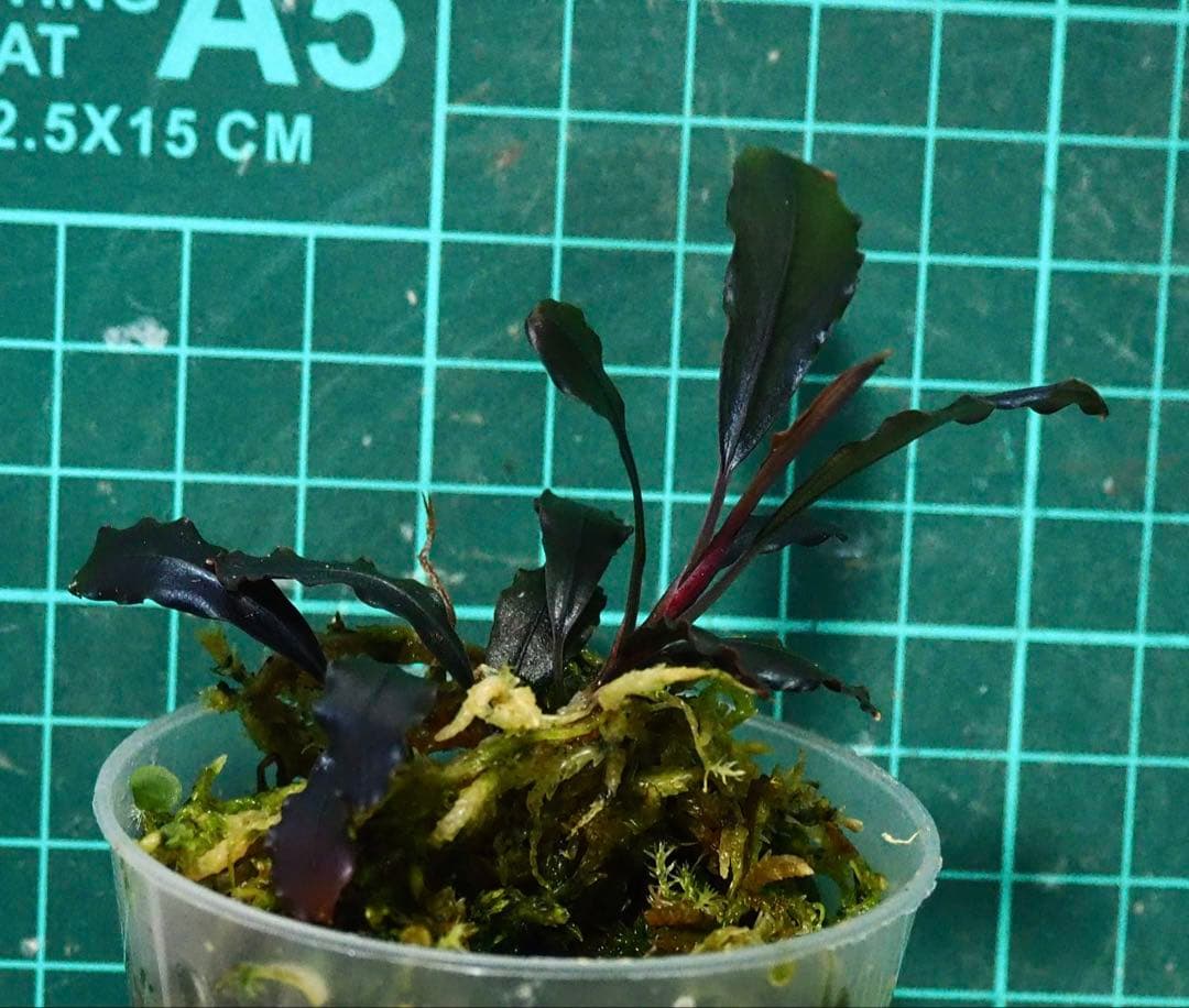 水草 Bucephalandra Ghost kalimantan