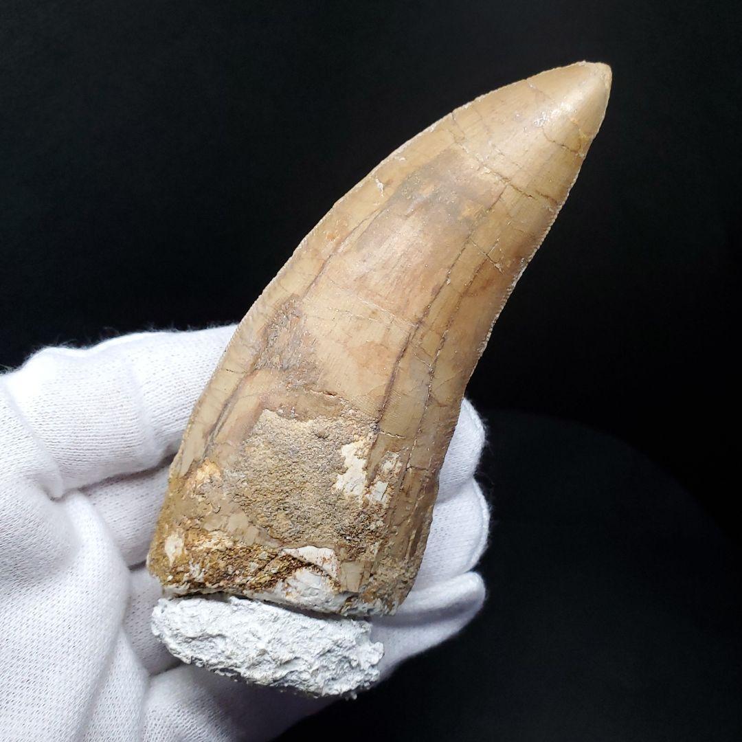 カルカロドントサウルス 歯 化石 本物 モロッコ産 101.22mm  fr80
