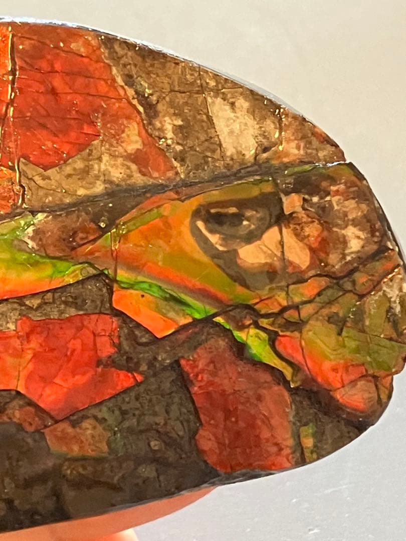 カナダ産　アンモライト　化石　原石　幅8.5cm 箱付き