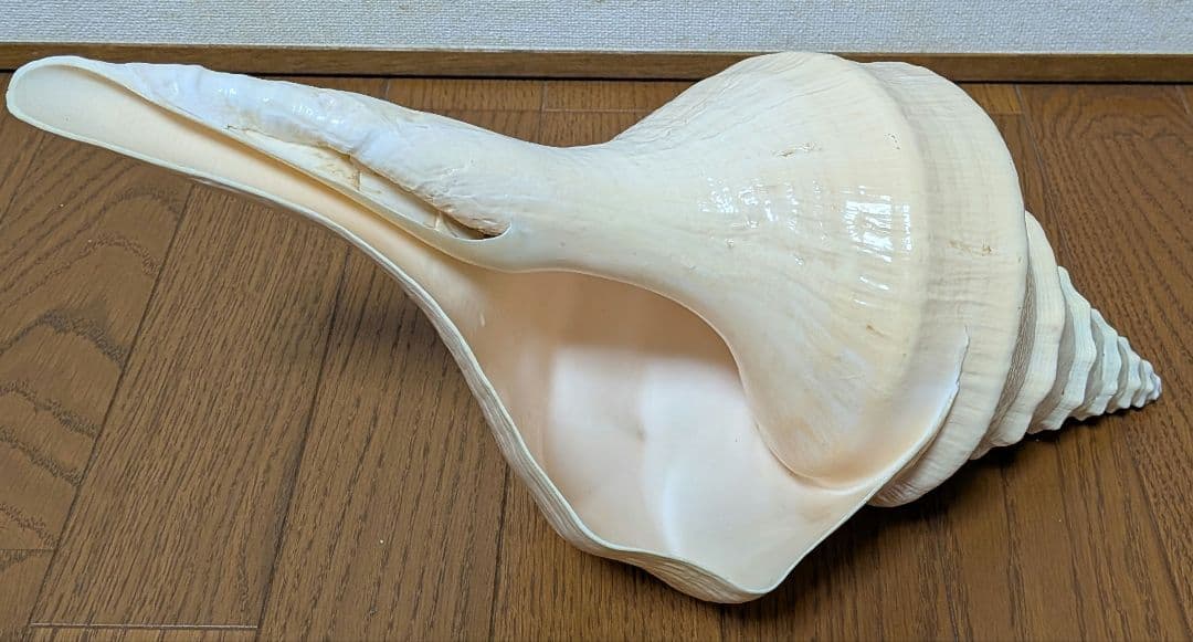 【希少・40cm超え！】アラフラオオニシ貝　法螺貝