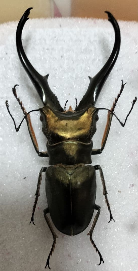 特大モンギローニホソアカクワガタ標本（超貴重）