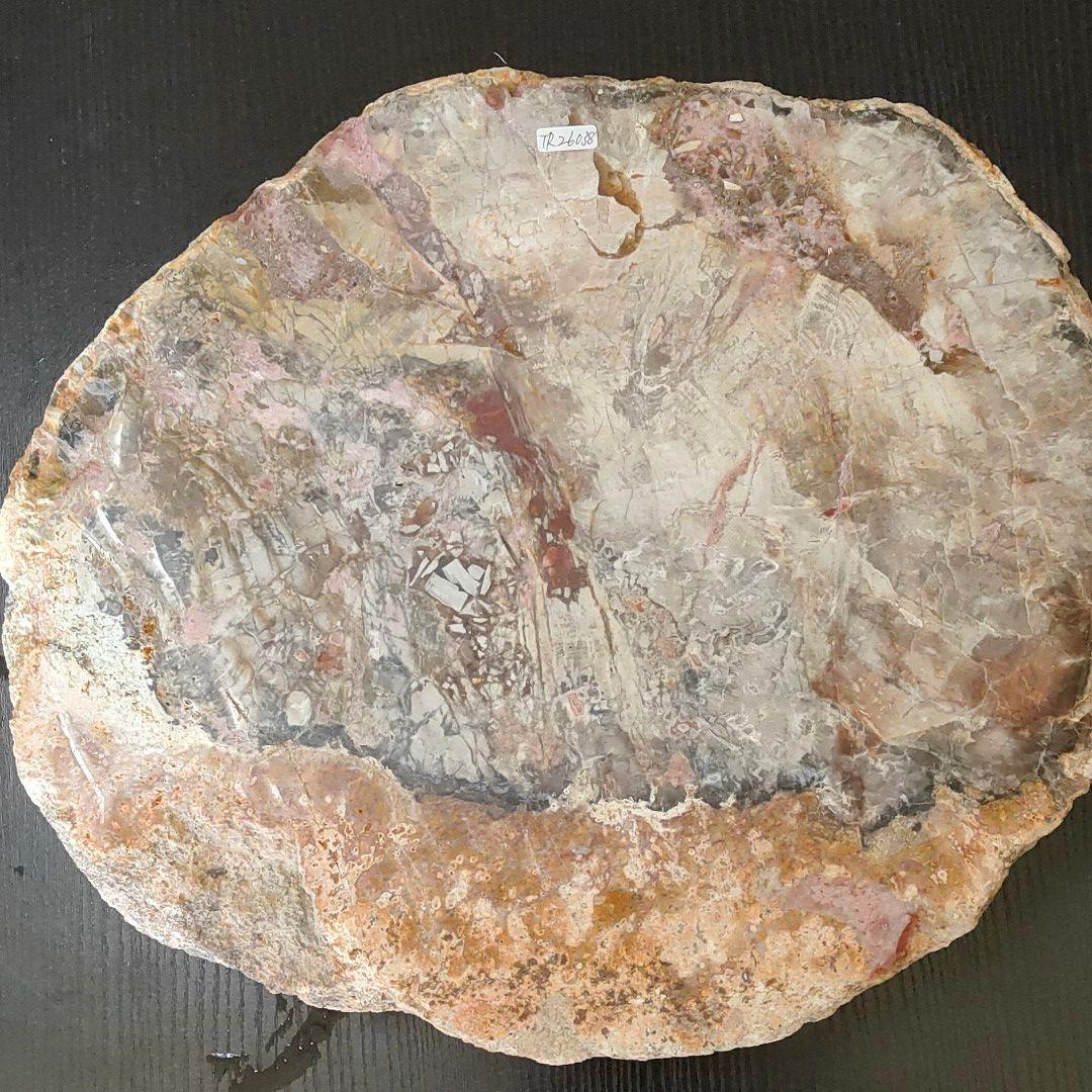 超特大の珪化木の化石です。