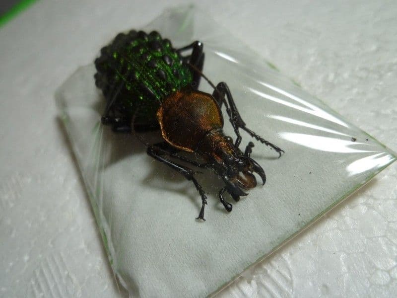 【外国産オサムシ標本】イボカブリモドキ/湖北省.恩施産/48mm