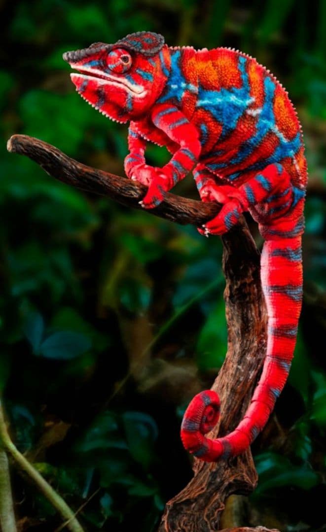 新品未開封いきもの大図鑑プレミアムパンサーカメレオン　グリーンレッド　2体セット