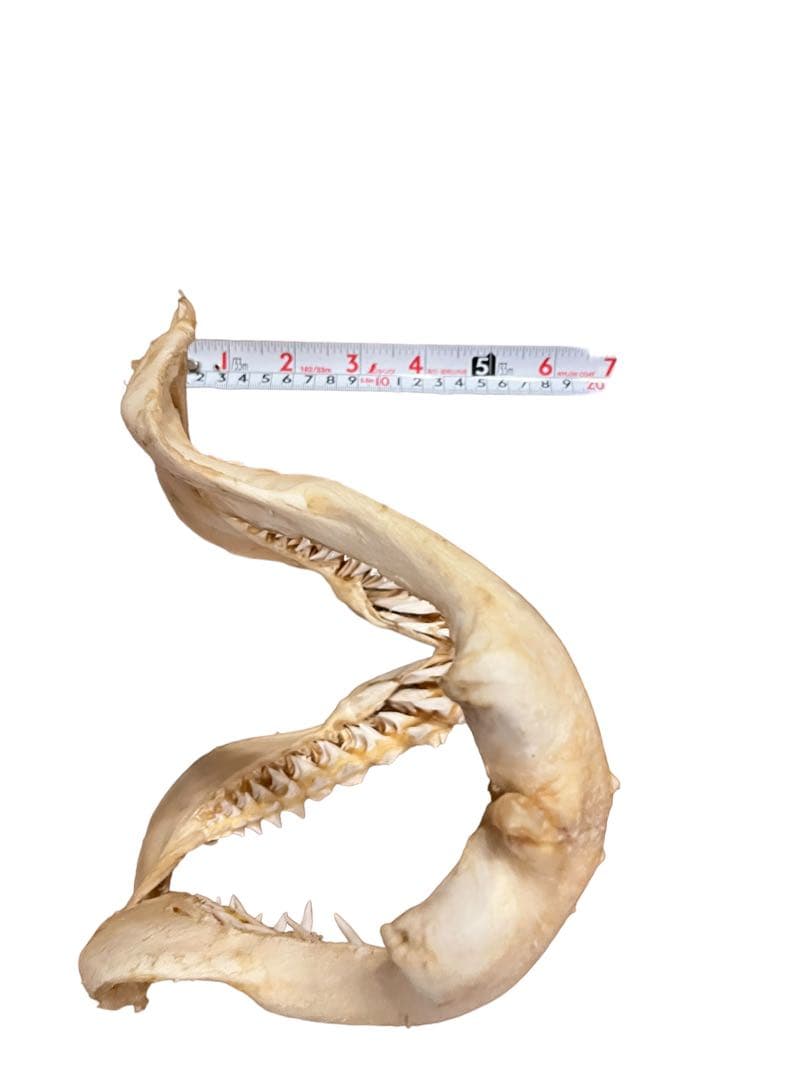 アオザメ　標本