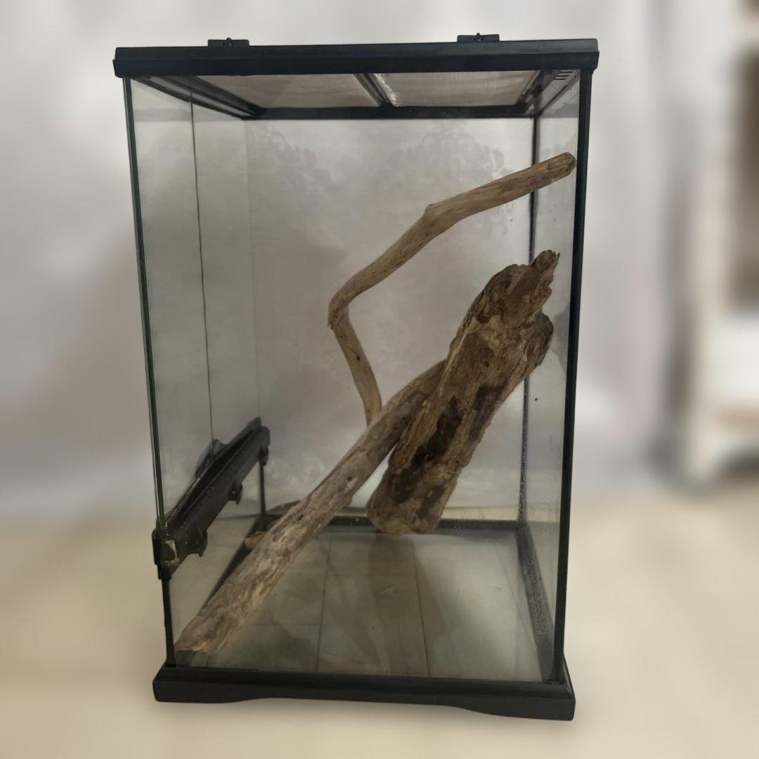 エキゾテラ　グラステラリウム　3045 流木付き