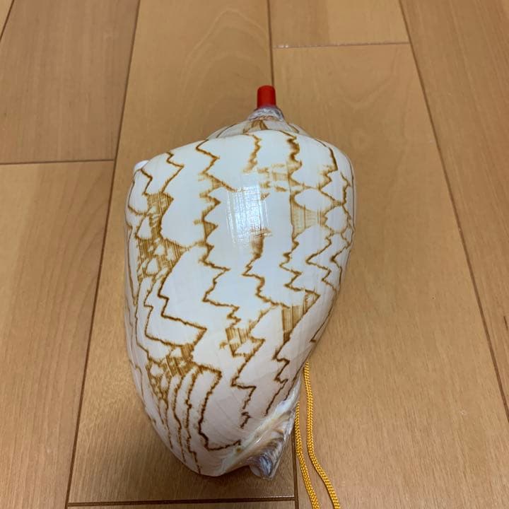 貝の笛16センチ