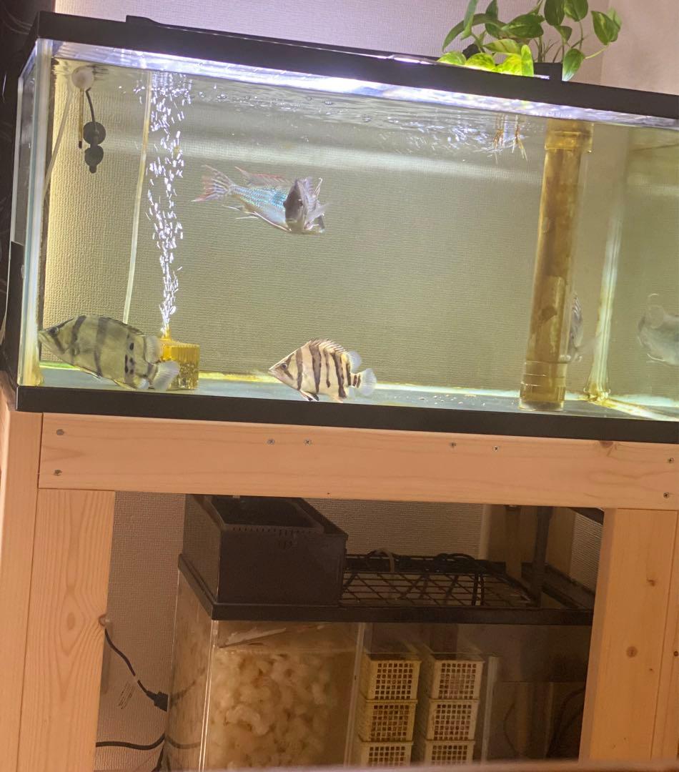 オーバーフロー90cm水槽セット (引き取り限定)