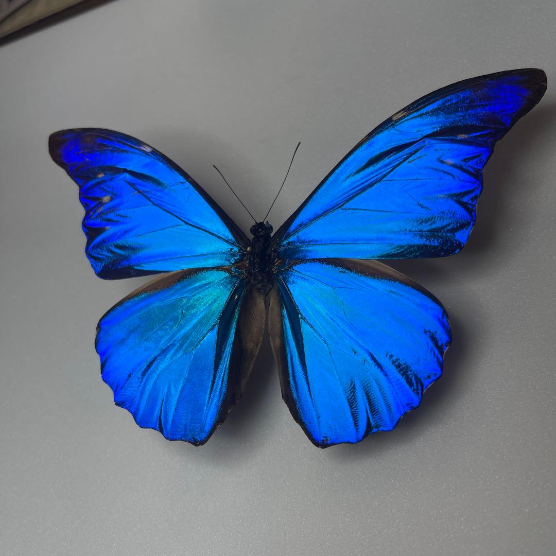 モルフォ蝶標本