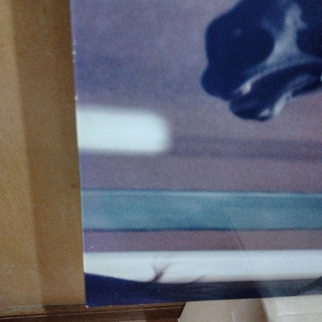 稲妻２世芦毛タマモクロス写真パネル（１９８８年１２月２５日中山有馬記念）引退記念