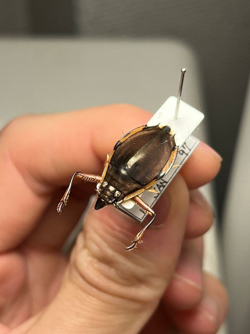 【20mm】ロケットミズスマシ トガリフチドリミズスマシ タガメ コオイムシ標本