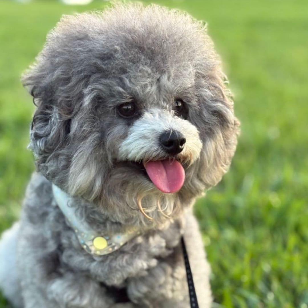 ★kiyo★羊毛フェルト【トイプードル】犬　オーダー　マック