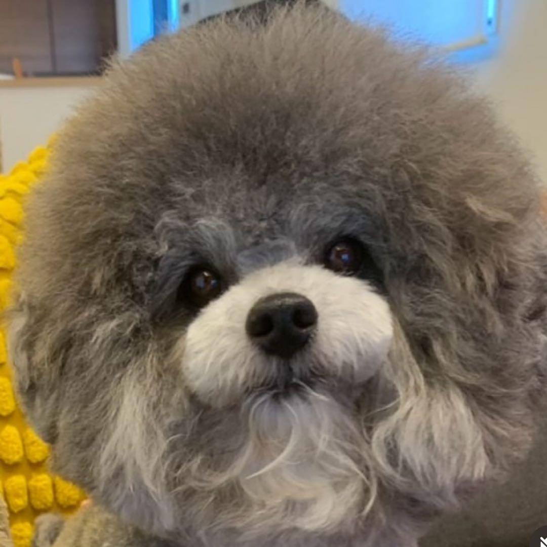 ★kiyo★羊毛フェルト【トイプードル】犬　オーダー　マック