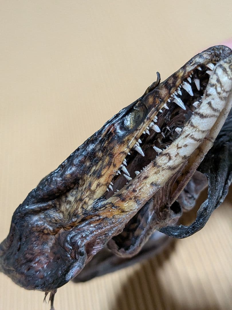 海のギャング四国太平洋産トラウツボマニアックレア標本飾りオブジェ置物