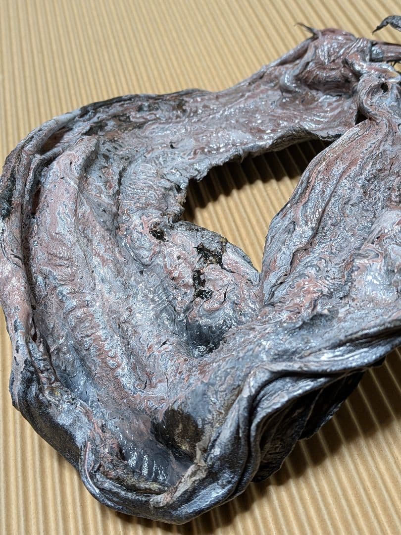 海のギャング四国太平洋産トラウツボマニアックレア標本飾りオブジェ置物