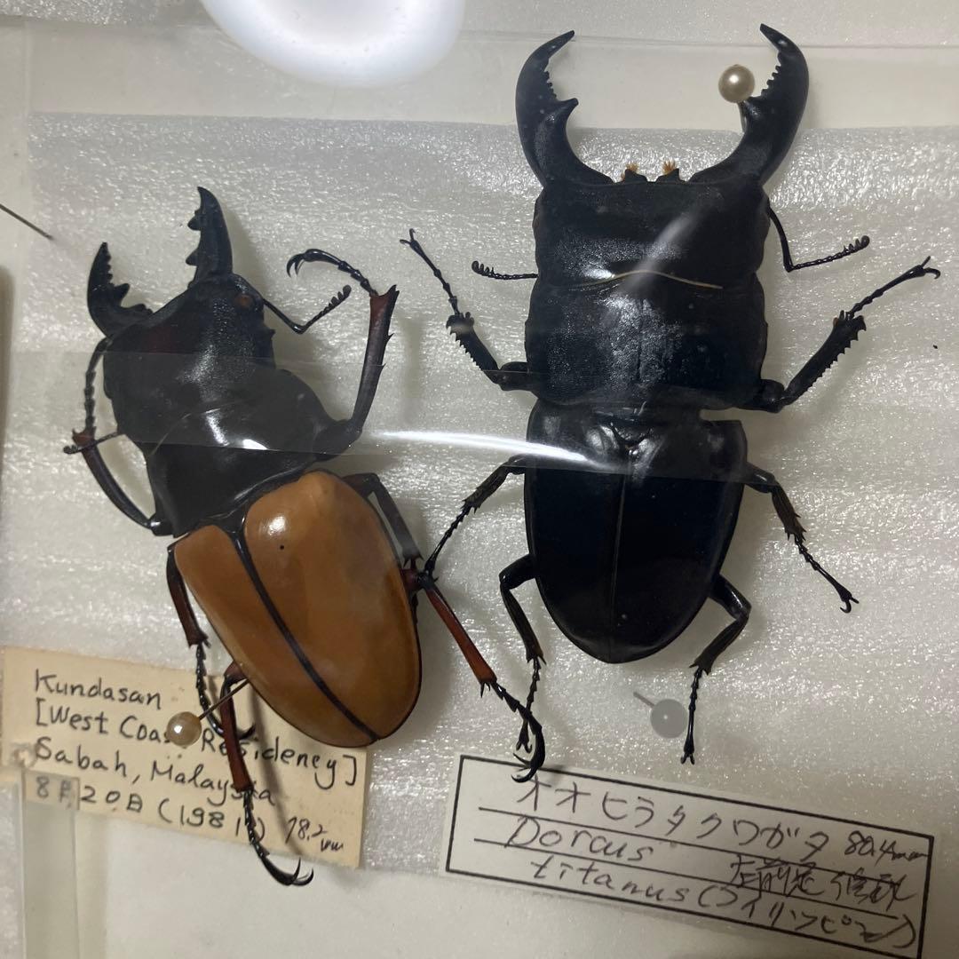 クワガタ標本セット フレーム付き
