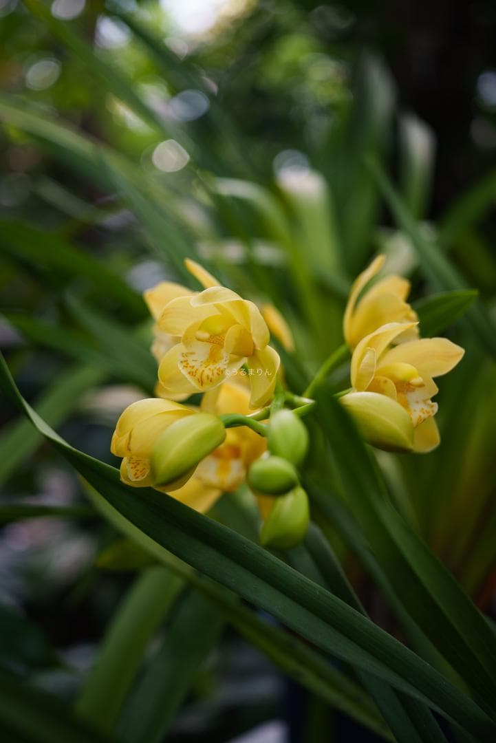 格安出品！名玉の現行型！Leica Summicron 50mm F2 4th