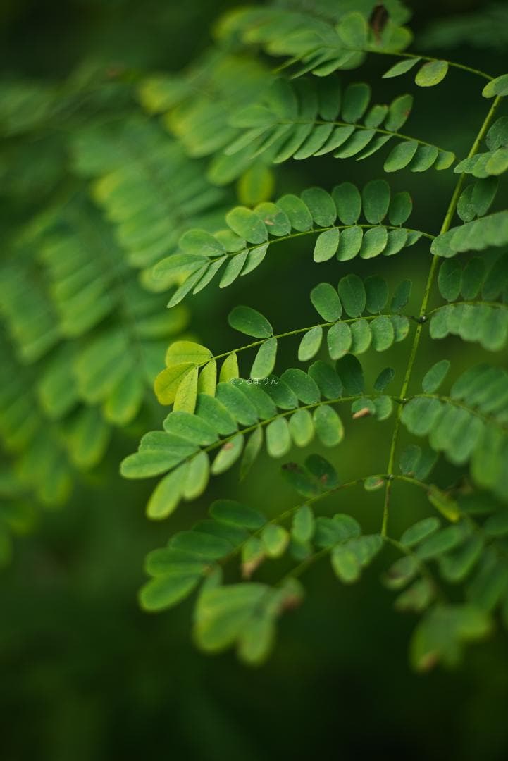 格安出品！名玉の現行型！Leica Summicron 50mm F2 4th