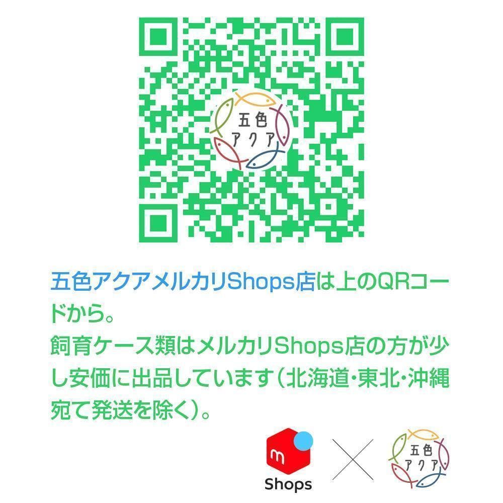 メダカ飼育ケース 75㍑x3個 黒・深緑あり オーバーフロー 金魚飼育容器 越冬