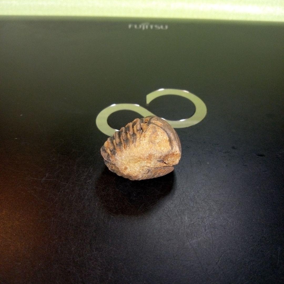 三葉虫　化石　fossil　ボリビア産　trilobite　Bolivia化石⑦