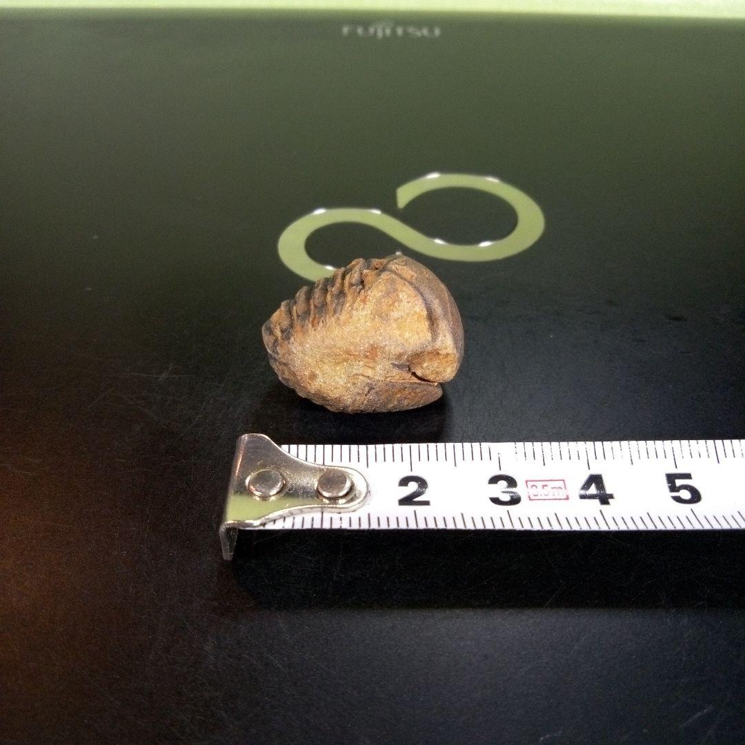 三葉虫　化石　fossil　ボリビア産　trilobite　Bolivia化石⑦